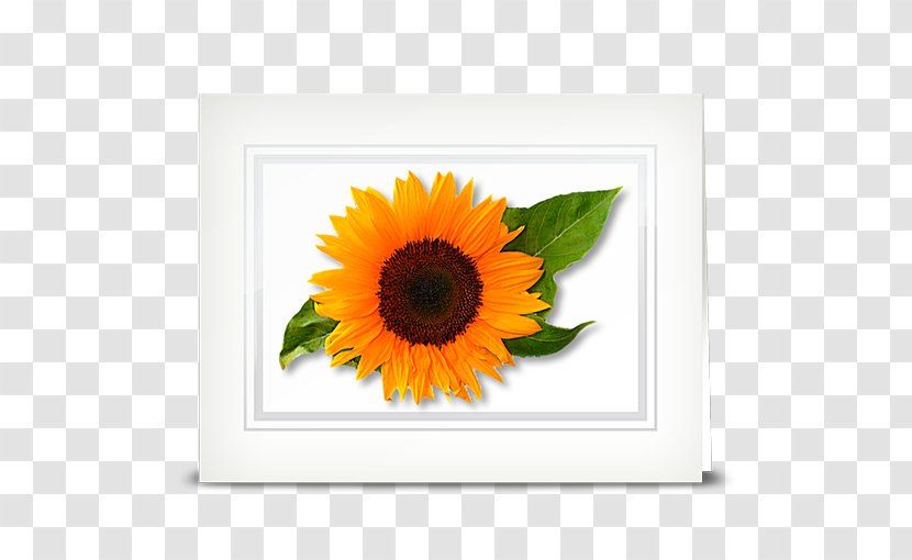 Common Sunflower Seed Daisy Family Transvaal - Leaf Transparent PNG