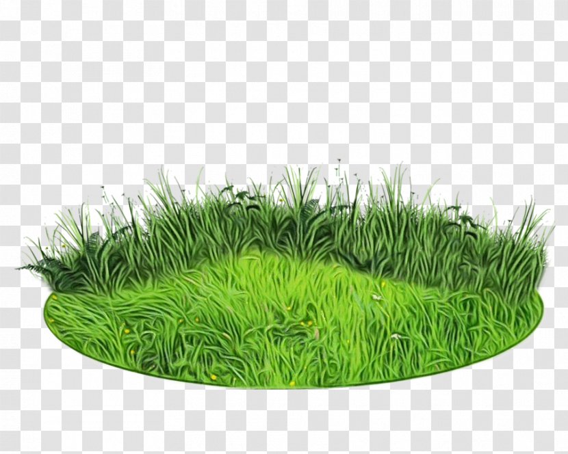 Green Grass Background - Family - Fodder Lawn Transparent PNG