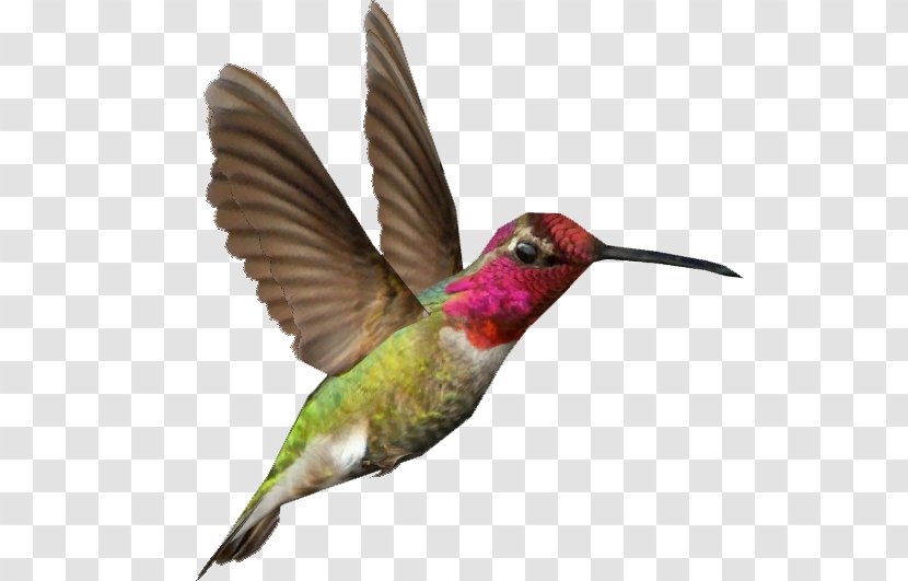 Zoo Tycoon 2 Hummingbird Clip Art - Wing Transparent PNG
