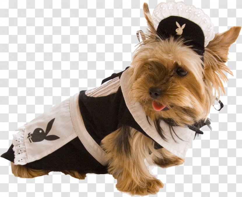 Yorkshire Terrier Clothing Tierbekleidung Costume - Fur - Puppy Transparent PNG