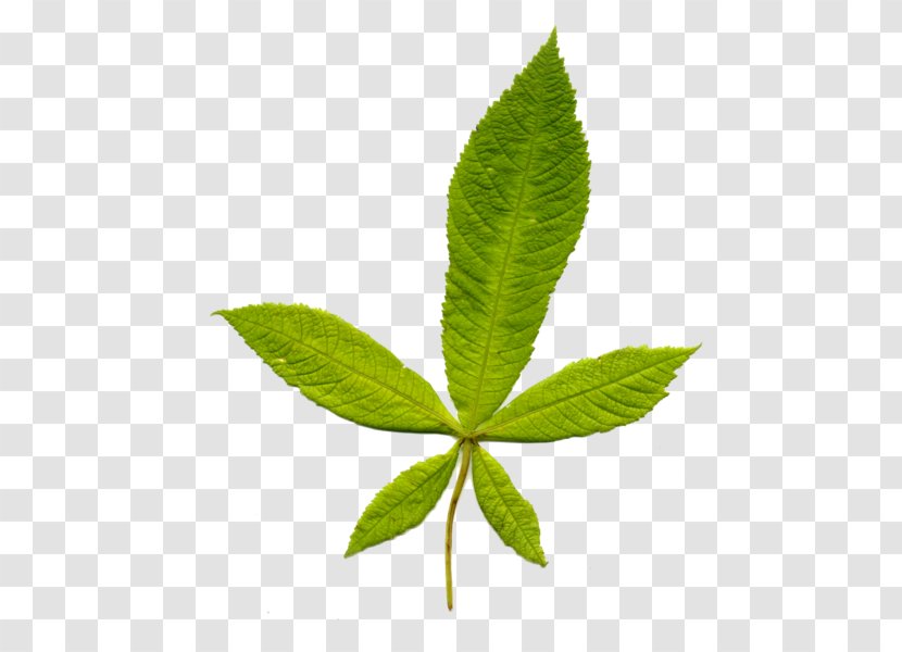 Leaf European Horse-chestnut Tree Plant Stem Beech - Wikipedia Transparent PNG