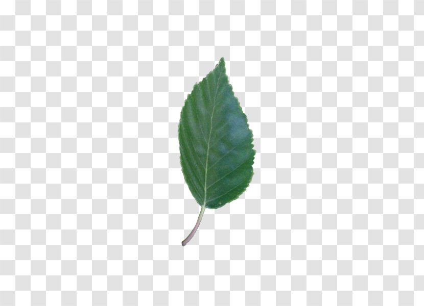 Leaf Plant Stem - Betula Pendula Transparent PNG