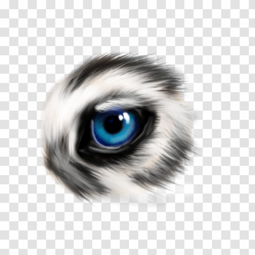 Whiskers Cat Fur Snout Close-up - Heart - Wolf Eyes Transparent PNG