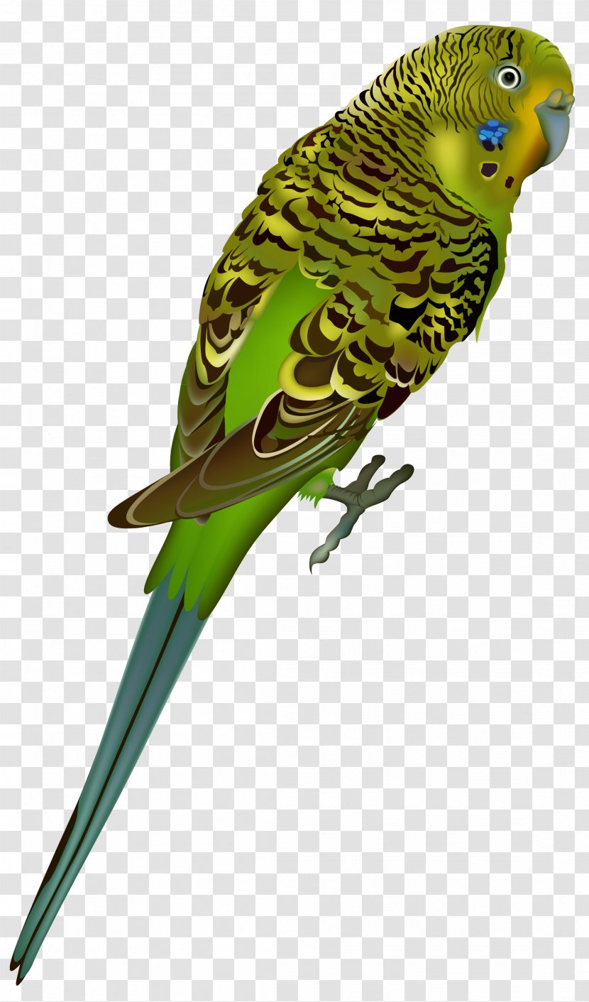 Budgerigar Bird Parrot Clip Art - Common Pet Parakeet - Budgie Clipart Image Transparent PNG