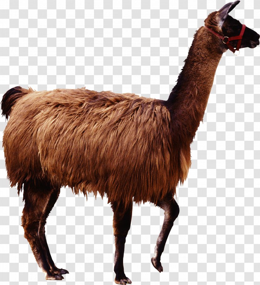 Alpaca Llama Guanaco Camel - Like Mammal - Brown Transparent PNG