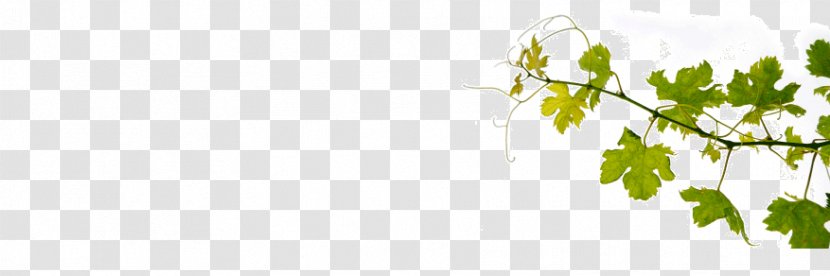 White Wine Common Grape Vine Fortified - Twig - ımage Transparent PNG