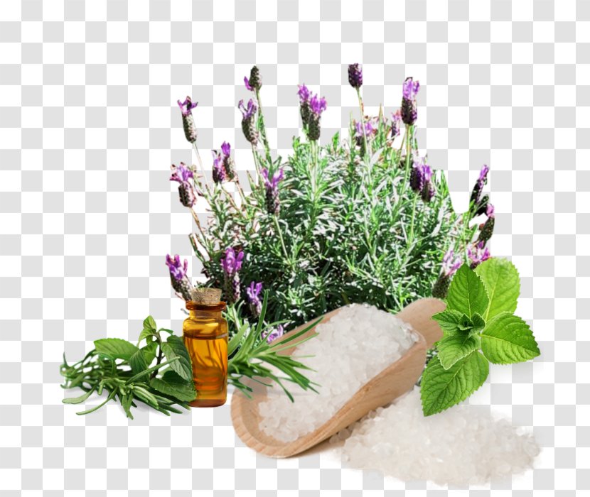 English Lavender Aromatherapy Essential Oil Perfume Son D'Aromas - Herbalism Transparent PNG