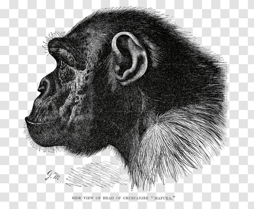Great Apes Gorilla Common Chimpanzee Bonobo Primate - Fur Transparent PNG