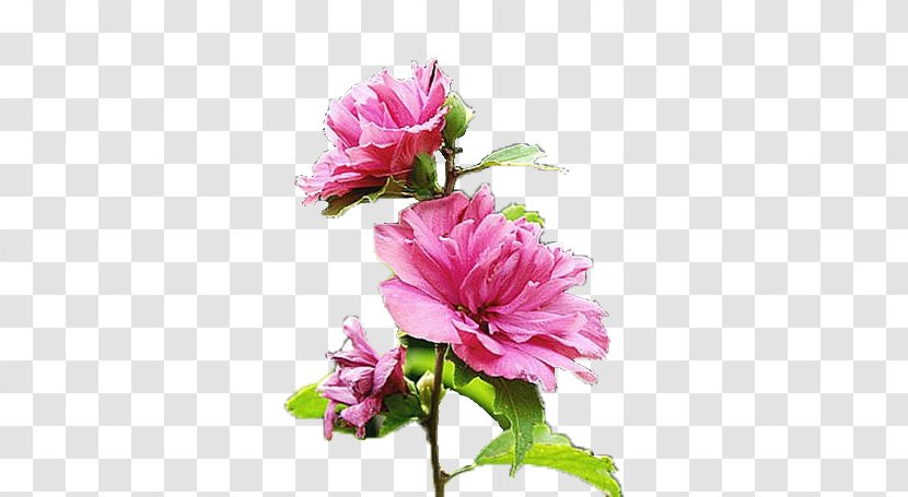 Floral Design Cut Flowers Artificial Flower Herbaceous Plant - Rose - Get Transparent PNG