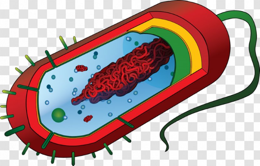 Prokaryote Eukaryote Cell Bacteria Diagram - Frame - Eukaryotic Transparent PNG