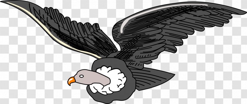 Bird Condor Clip Art - Fauna - Vulture Transparent PNG