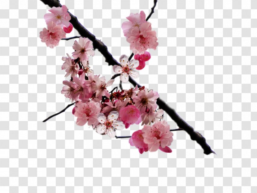Cherry Blossom Clip Art - Petal Transparent PNG