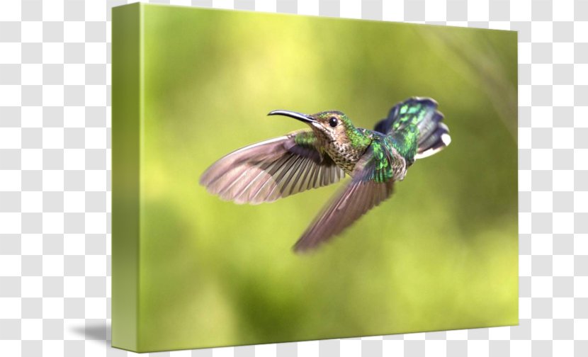 Insect Fauna Hummingbird M Wildlife Beak - Wing Transparent PNG