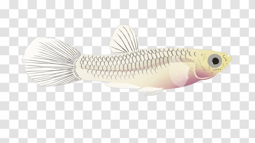 Fish - Tail - Tcm Lecture Poster Material Download Transparent PNG