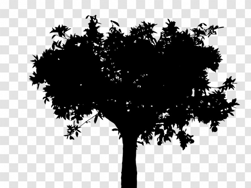 Silhouette Tree Vector Graphics Twig Oak - Deciduous - Monochrome Photography Transparent PNG