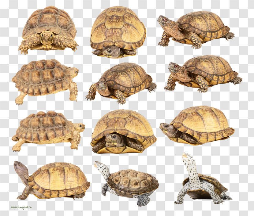 Box Turtles Tortoise Clip Art - Turtle Transparent PNG