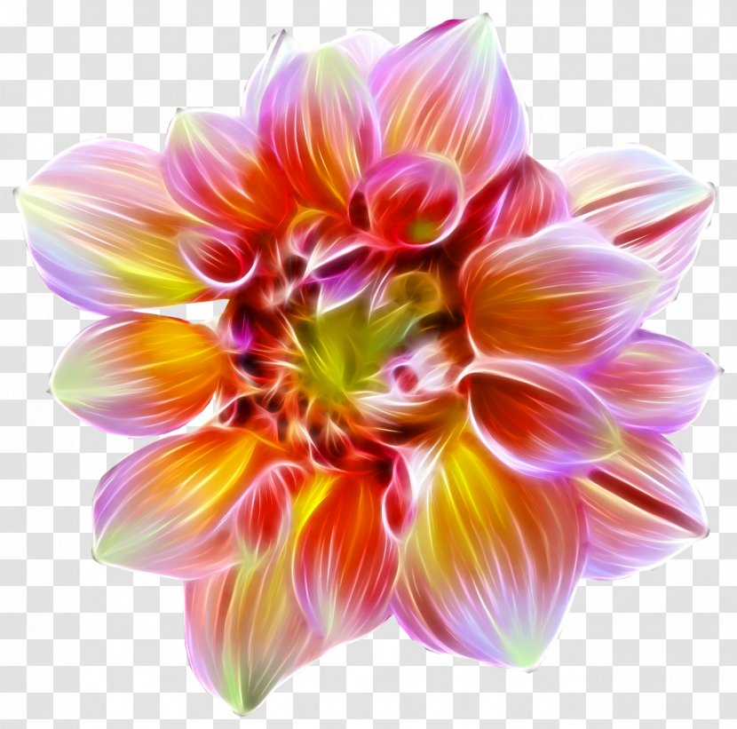 Flower Dahlia Desktop Wallpaper - Tuning Transparent PNG