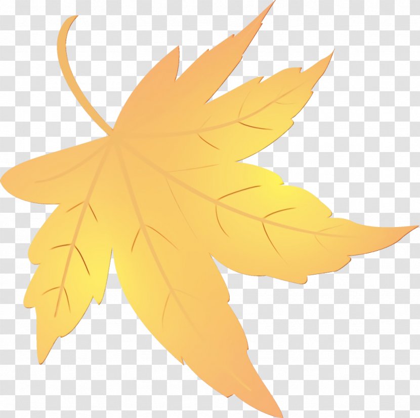 Maple Leaf - Sweet Gum Transparent PNG