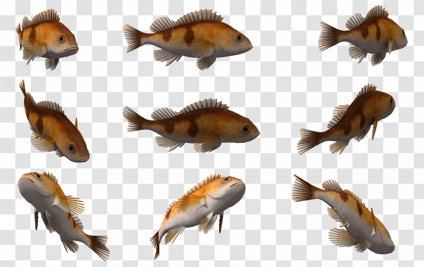 Cuttlefish Marine Biology 3D Computer Graphics - Fauna - 3d Fish Transparent PNG