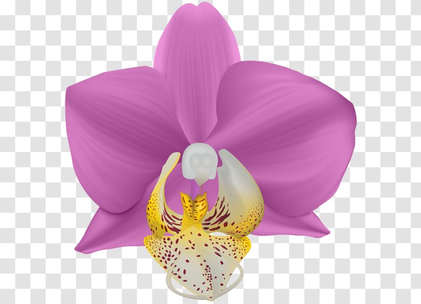 Moth Orchids Lilac Violet Cut Flowers Transparent PNG