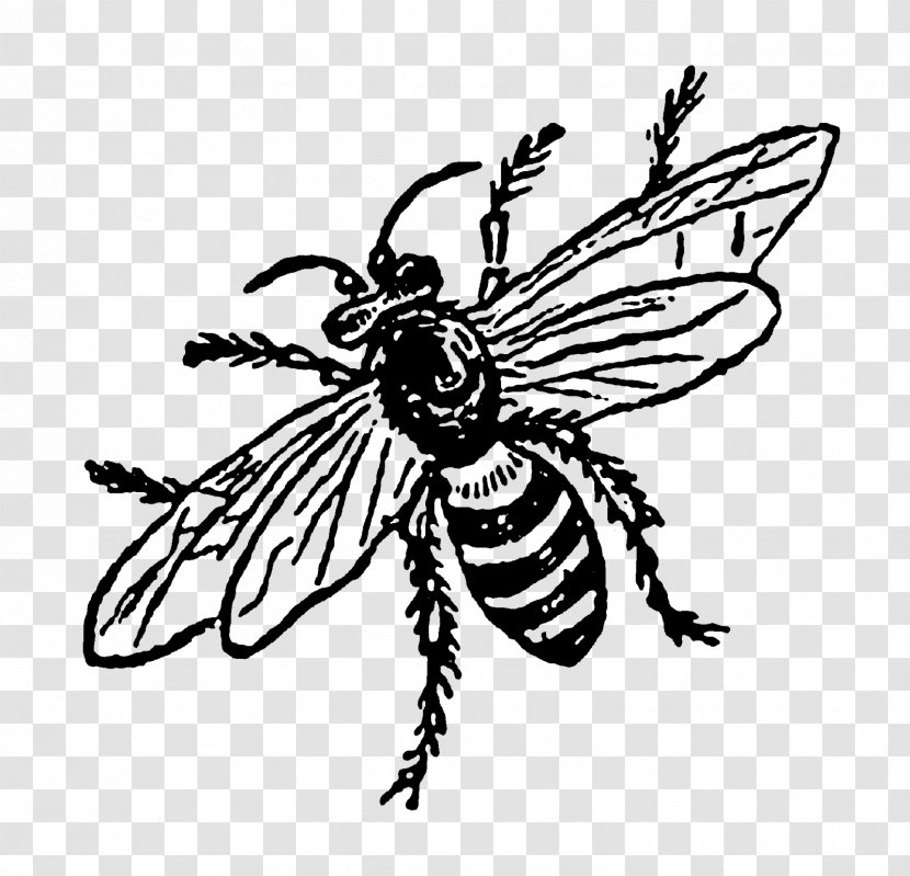 Insect Honey Bee Visual Arts Pollinator - Digital Illustration Transparent PNG