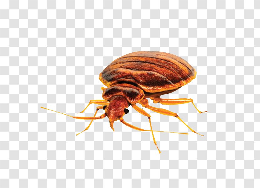 Insect Bed Bug Control Techniques Pest - Arthropod Transparent PNG