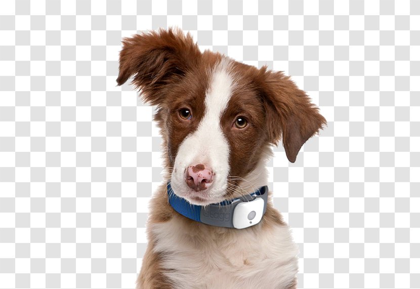 Border Collie Puppy Decoding Your Dog: Explaining Common Dog Behaviors And How To Prevent Or Change Unwanted Ones Pet - Like Mammal - Pawpaw Transparent PNG