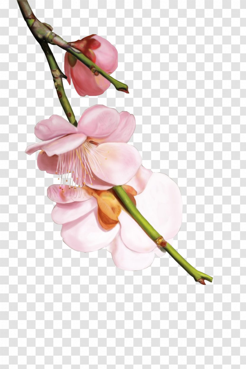 Cherry Blossom - Computer Graphics - Hand Painted Petals Transparent PNG