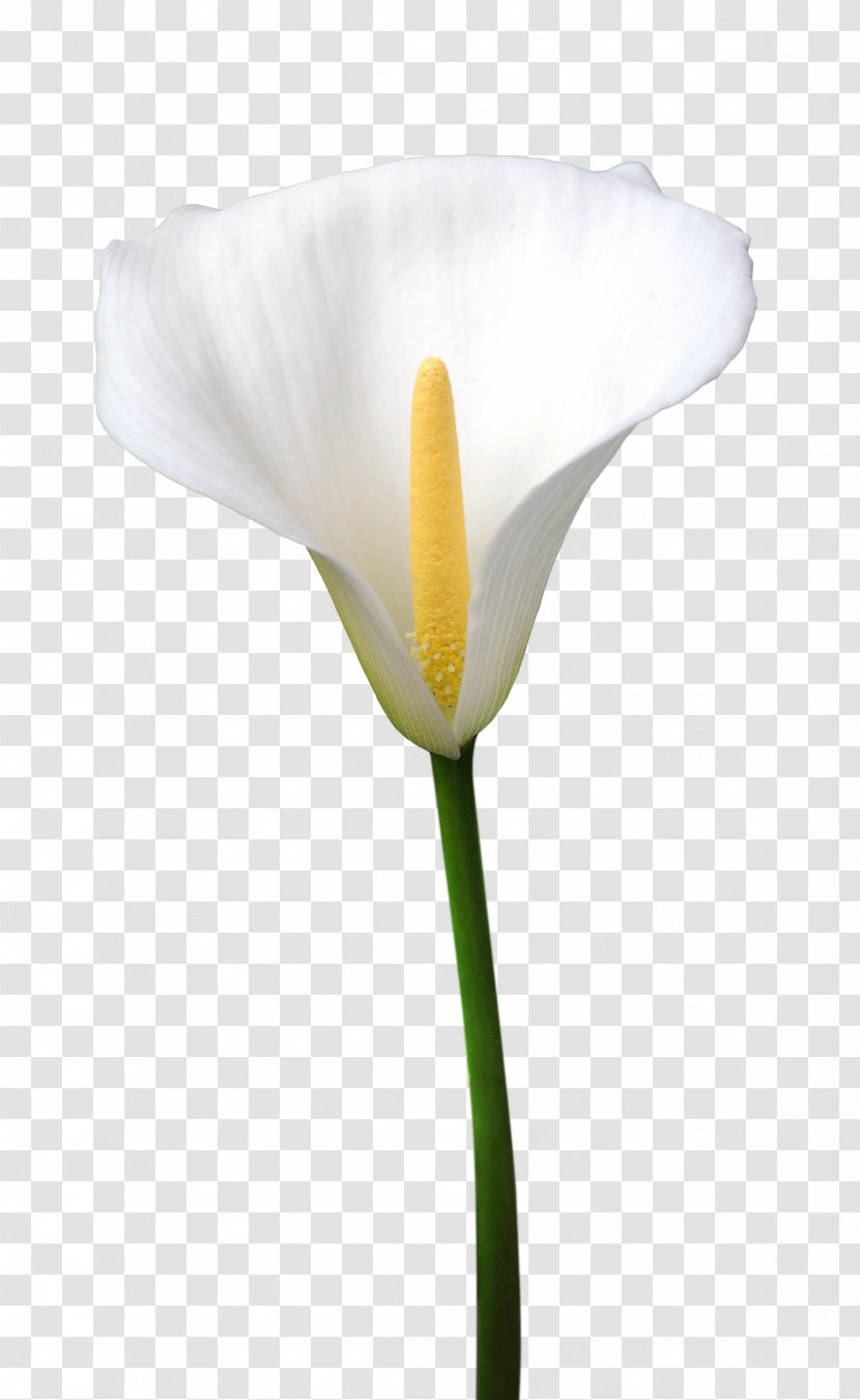 Arum-lily Flower Desktop Wallpaper - Information - Callalily Transparent PNG