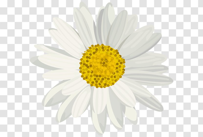 Image Royalty-free Stock.xchng Clip Art - Black And White - Daisy Botanical Drawing Transparent PNG