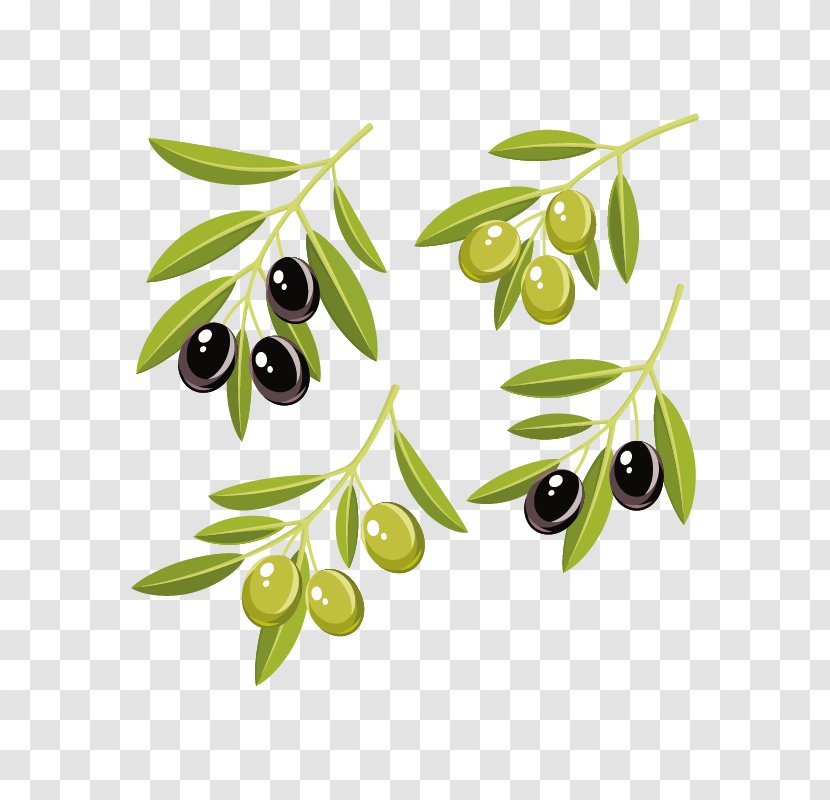 Olive Oil Vector Graphics Clip Art Leaf - Branch - Coloring Page Transparent PNG