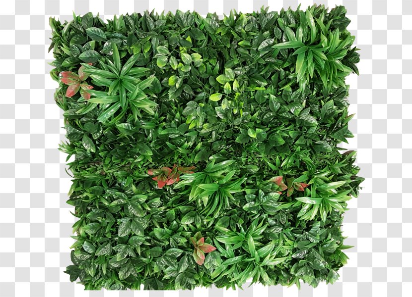 Plant Green Wall Garden Shrub - Greenery Transparent PNG
