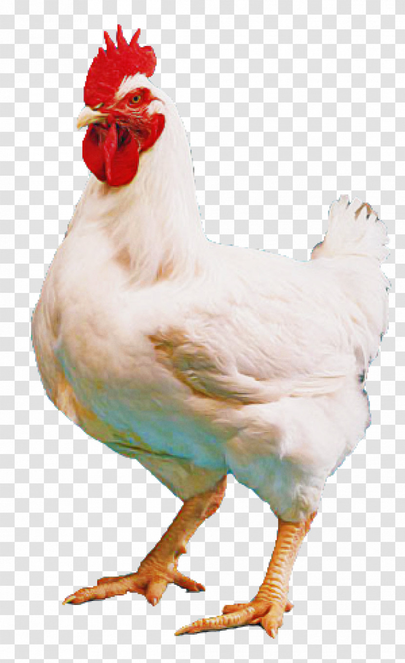 Bird Chicken Rooster Beak Comb Transparent PNG