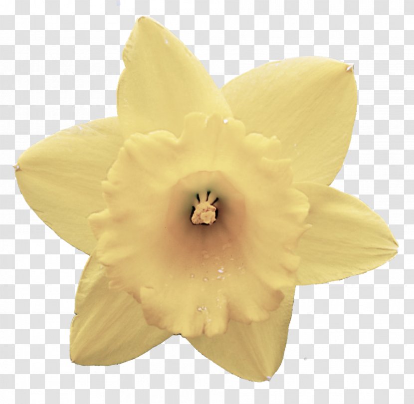 Yellow Petal Flower Plant Narcissus - Dendrobium - Cattleya Transparent PNG