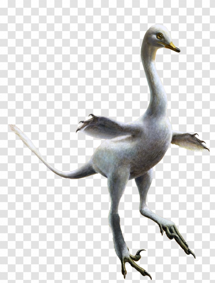 Halszkaraptor Velociraptor Penguin Dinosaur Gorgosaurus Transparent PNG