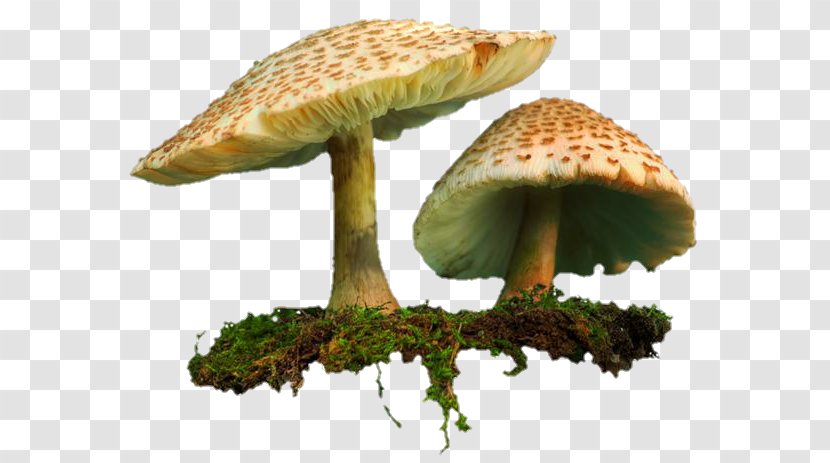 Shiitake Common Mushroom Clip Art - Ingredient Transparent PNG