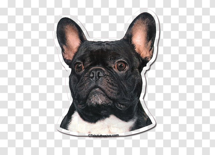 French Bulldog Toy Dog Breed Companion - Cat Transparent PNG