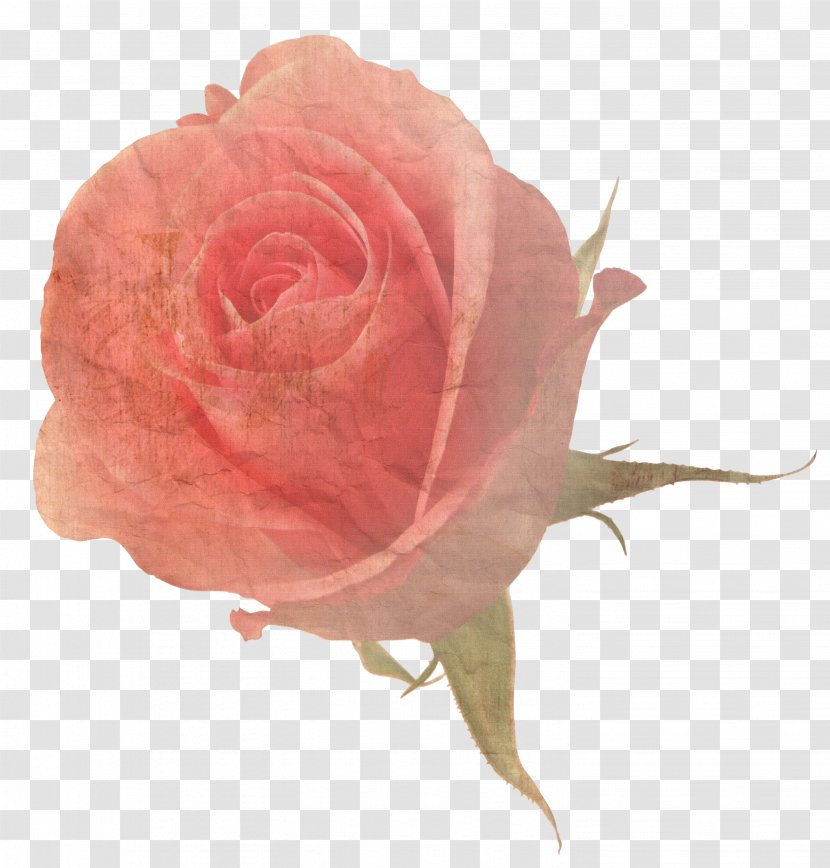 Flower Rose Stock Photography - Flowering Plant Transparent PNG
