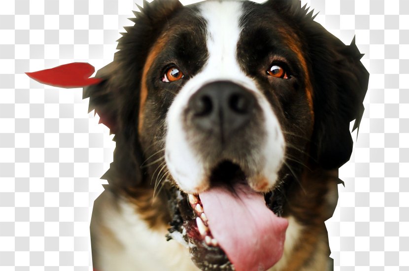 St. Bernard Puppy Desktop Wallpaper High-definition Television 1080p - Animal Transparent PNG