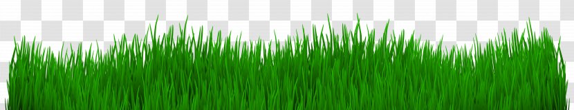 Wheatgrass Desktop Wallpaper Clip Art - Plant Stem - Grass Transparent PNG