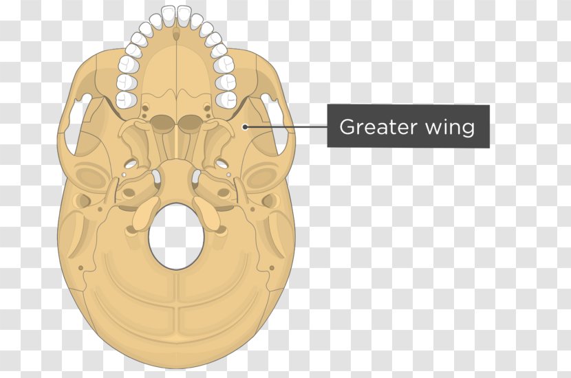 Pterygoid Processes Of The Sphenoid Medial Muscle Bone Lateral Hamulus - Superior Orbital Fissure - Skull Transparent PNG