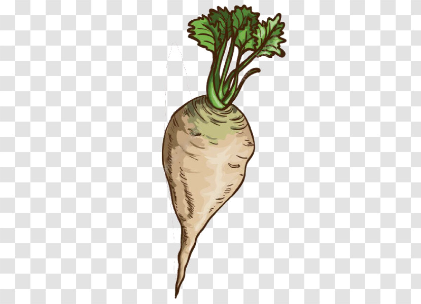 Radish Daikon Vegetable Turnip Root Vegetable Transparent PNG