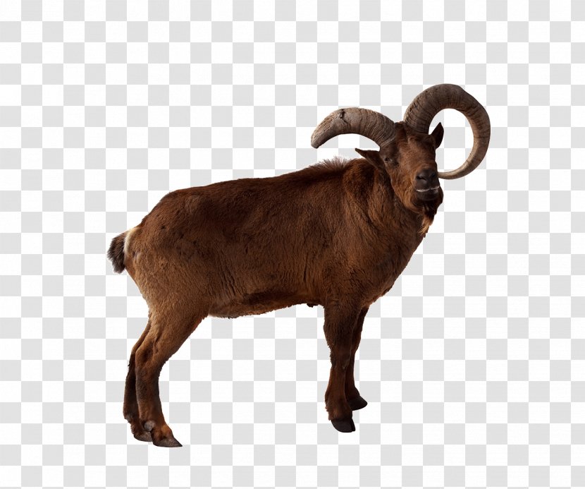 Toggenburg Goat Markhor Barbary Sheep East Caucasian Tur - Antelope - Animal Transparent PNG
