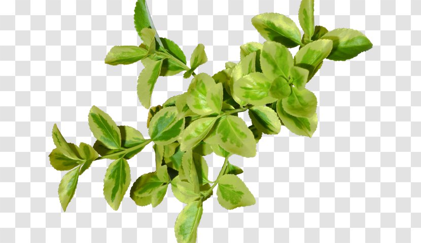 Green Leaf Background - Basil - Plant Stem Food Transparent PNG