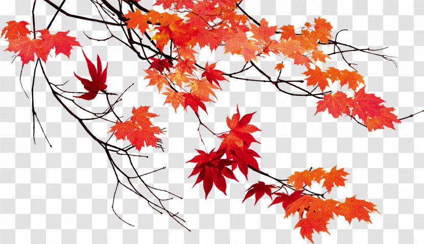 Autumn Leaf Color Maple - Woody Plant - Leaves Beautiful Transparent PNG