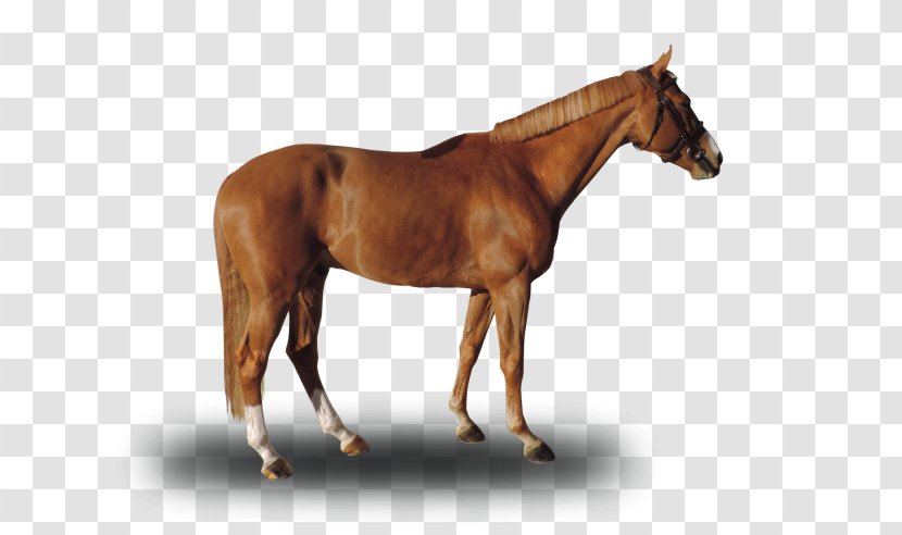 Mare Mustang Stallion Foal Colt - Vice Versa Transparent PNG