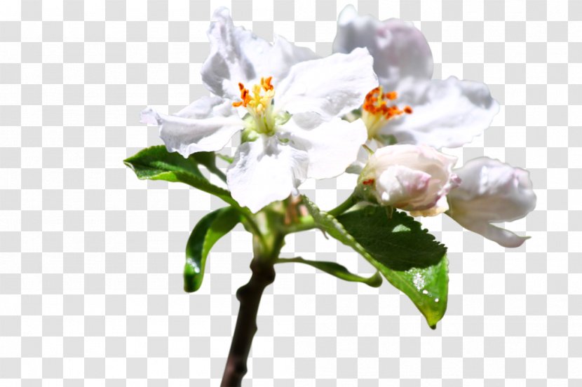 Cut Flowers Plant Stem Lilac Flowering Transparent PNG