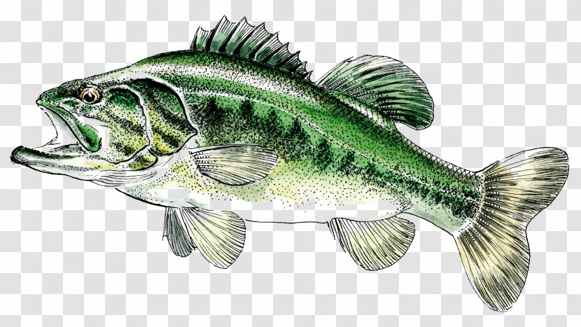 Northern Pike Largemouth Bass Fishing Zander Transparent PNG