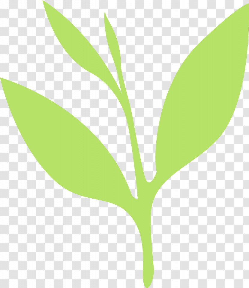 Leaf Green Plant Flower Plant Stem Transparent PNG