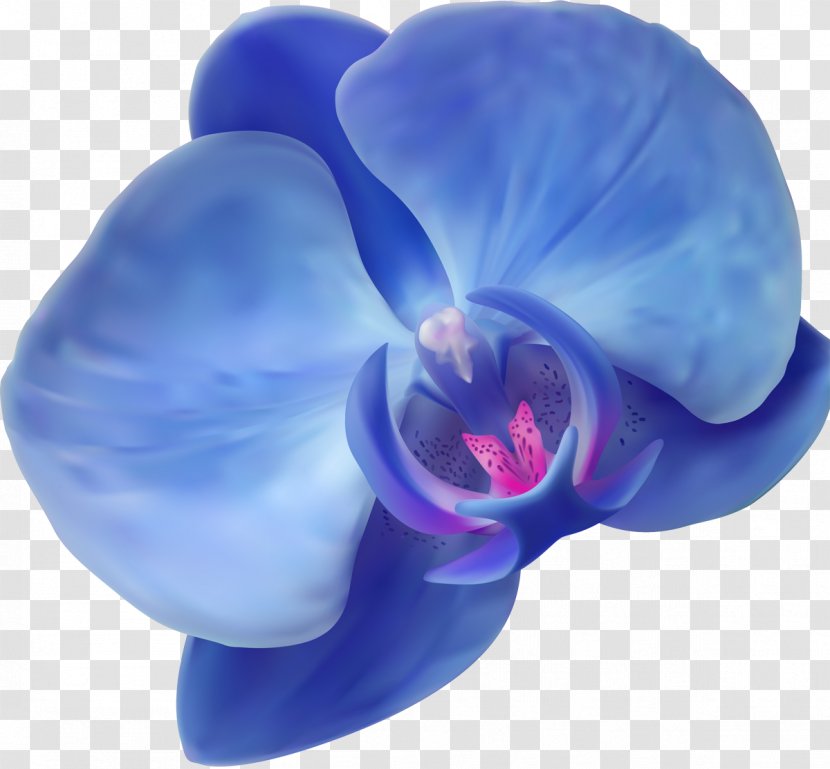 Blue Orchids Flower - Watermark - Orchid Transparent PNG
